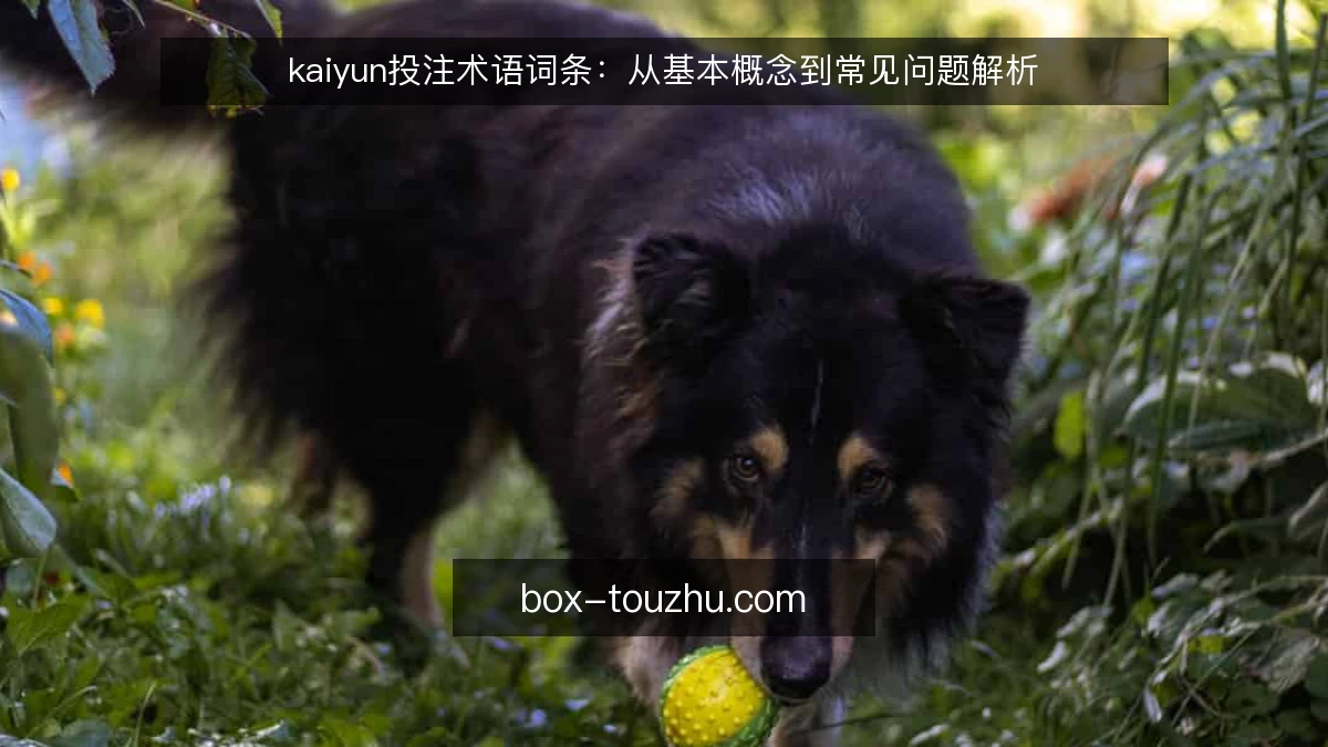 kaiyun投注术语词条：从基本概念到常见问题解析